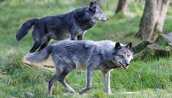 Le respect de l'espèce animale, de son utilité dans l'harmonie de la nature, et la fin de la chasse aux loups