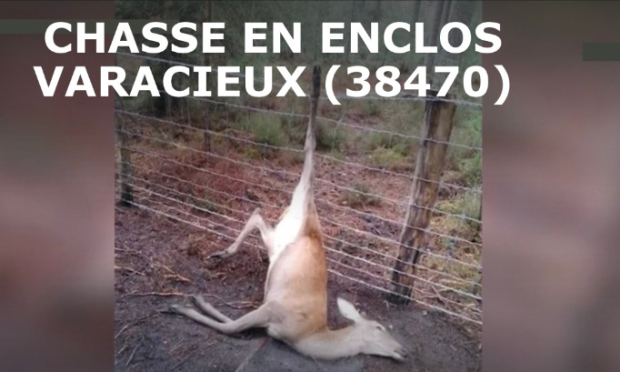 STOP à la chasse en parc enclos !  En France et notamment à VARACIEUX (38)
