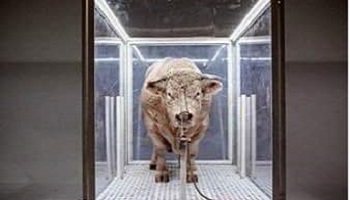 Libérons un veau enfermé dans une cage en verre pour une exposition !