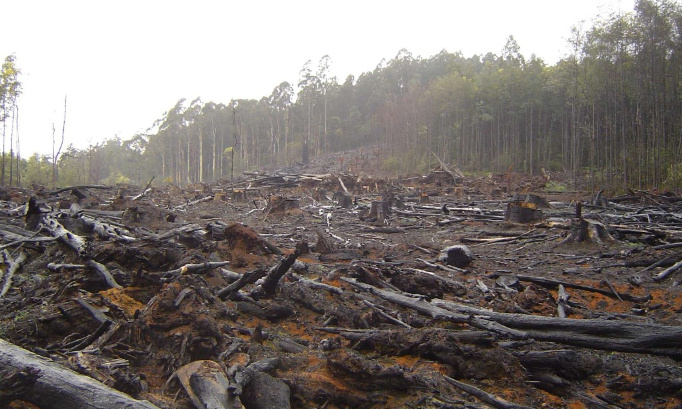 #StopDeforestation