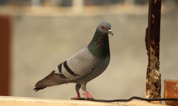 Il faut sauver les pigeons de Beaubourg !