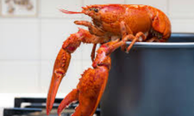 STOP à l'ébouillantage des homards et autres crustacés vivants !