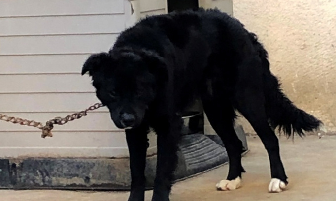 Redonner une belle vie &agrave; Yoda