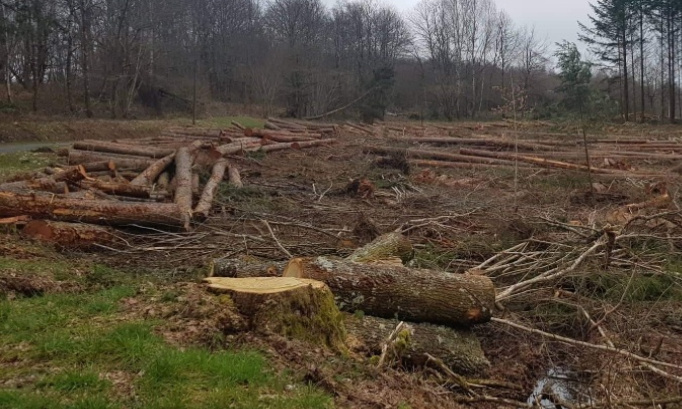 NON à l'extension de la scierie Farges Bois à Egletons, Corrèze ! Pitié pour les forêts et les animaux qui y vivent!