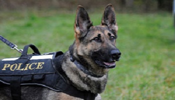 Sauvons les chiens policiers