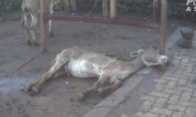 Stop à l'abattage des ânes pour l’ejiao au Kenya !