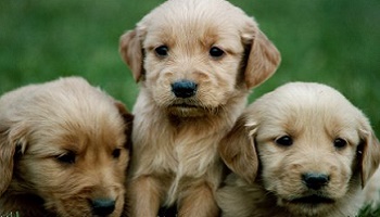 Non à la vente de chiots au Parc des Expositions de Caen, les 28 et 29/11.