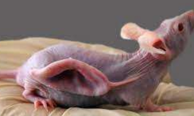 loi recherche chimere