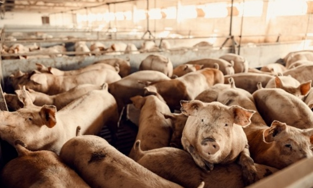 Non à l'extension de l'élevage porcin sur caillebottis à Feusines (36160)