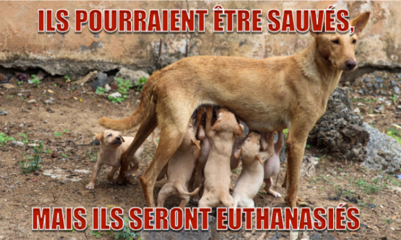 Euthanasies massives de chiens errants : dites STOP !