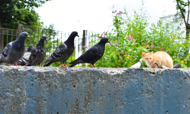Bourg en Bresse : Chats errants, pigeons : de véritables moyens pour une gestion respectueuse