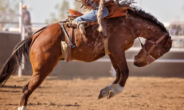 Stop aux pratiques barbares : Pour l’annulation du rodéo au Salon du cheval !