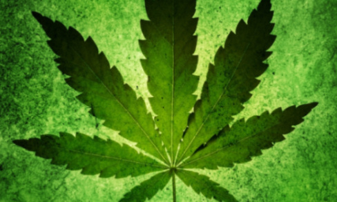 Pour la légalisation du cannabis