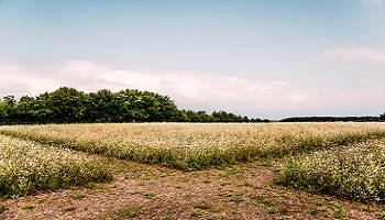 Un enfant d'agriculteur devrait pouvoir construire a côté de ses parents