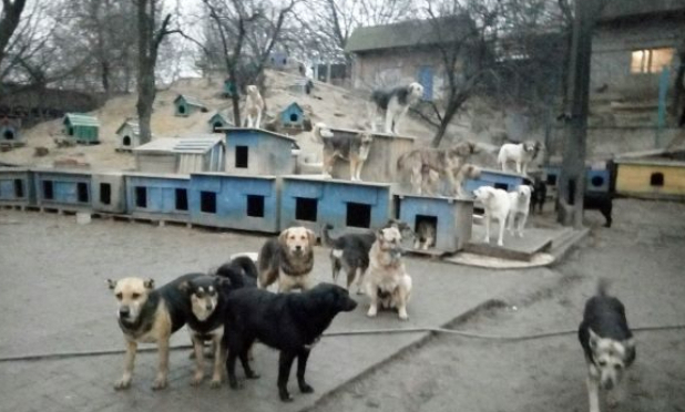 Urgence pour les animaux en Ukraine