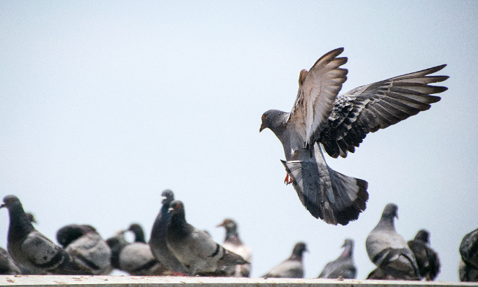 Stop au gazage des pigeons de Bois Colombes