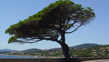 Sauvons les pins parasols d'Antibes Juan-les-Pins