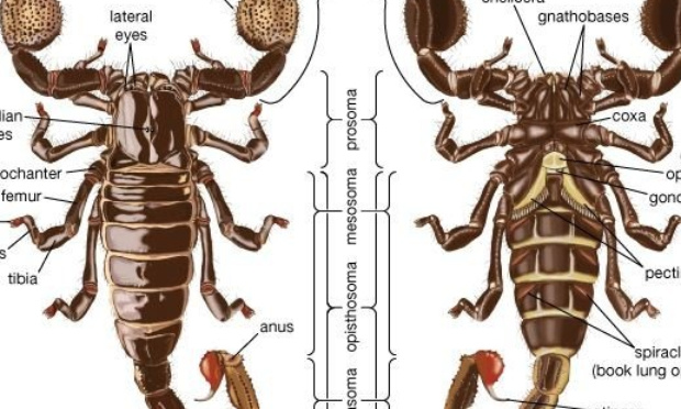Pour la protection le scorpion Pseudoblothrus oromii