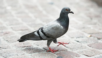 @francoisbaroin Pas de stérilisations chirurgicales des pigeons sans anesthésie à Troyes !