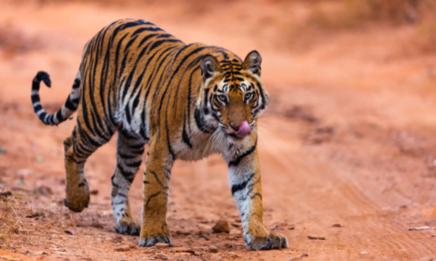Urgence extinction : Sauvons le tigre du Bengale !