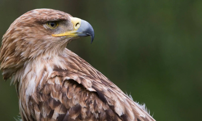 Urgence extinction :  Sauvons l'aigle royal !