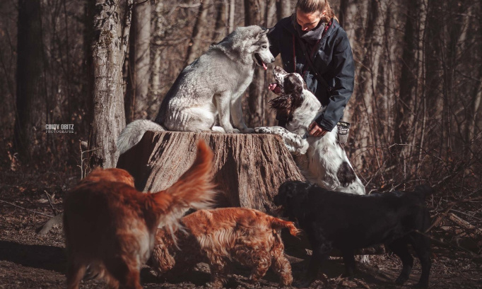 Contre l'interdiction des promeneurs de chiens professionnels en forêt