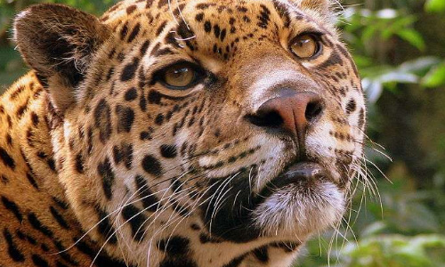 Urgence extinction : sauvons le jaguar !