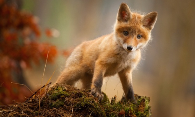 Pour l'interdiction du piégeage et de la chasse aux renards