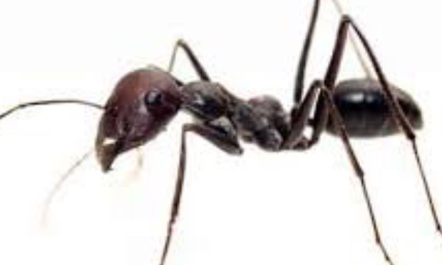 Emp&ecirc;cher les fourmis d'envahir vos arbres fruitiers