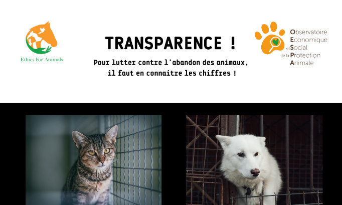 Abandon des animaux : nous voulons de la transparence !