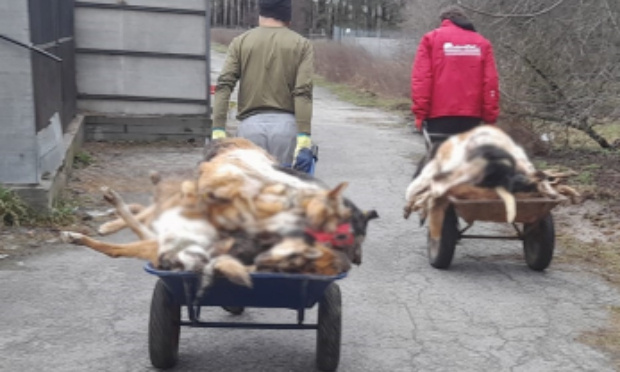 Justice pour les chiens martyrs du refuge de Borodyanka en Ukraine