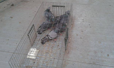 Urgence : Stop à ce massacre de pigeons !