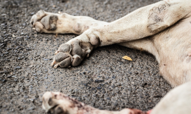 STOP aux massacres d'animaux en chine à cause du covid