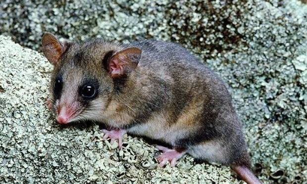En danger critique d'extinction : Pour la survie de l'opossum pygmée montagnard