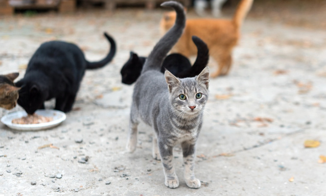 Sauvons les chats en souffrance de Auribeau sur Siagne