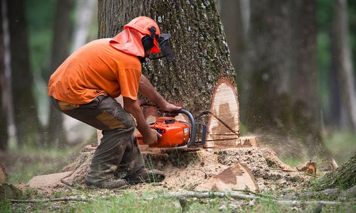Stop à l'abattage des arbres au Bout des Landes à Nantes