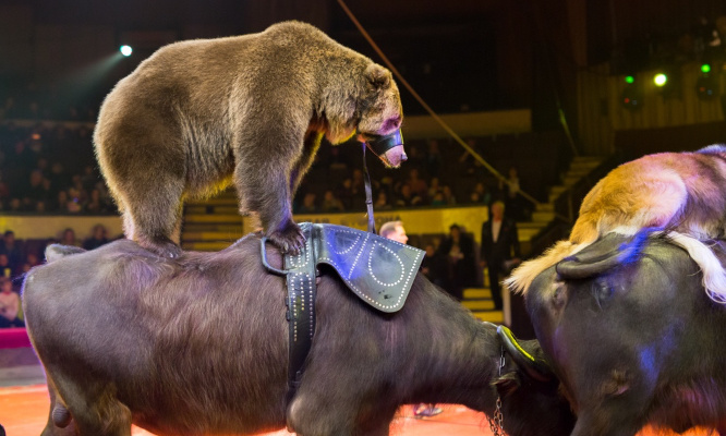Pour l'interdiction des cirques utilisant des animaux sauvages !