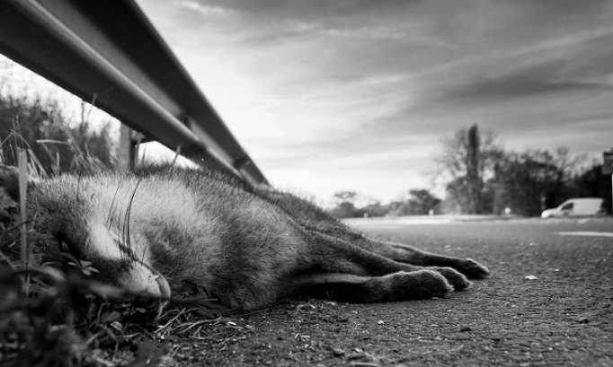 Urgence : Construire des écoducs et écoponts pour animaux sur l'autoroute A41 !