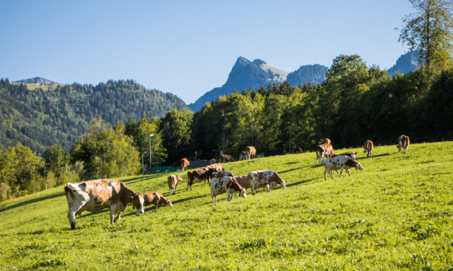 Pour une revalorisation du prix du lait pour les producteurs de Gruyère AOP Suisse