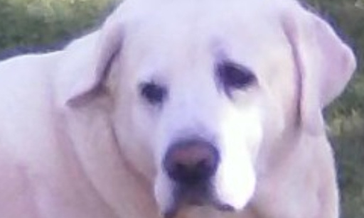 En mémoire à mon chien, victime d'une barbarie insoutenable d'un vétérinaire