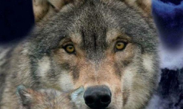 Pour l'annulation de la dérogation d'abattage des loups en France !