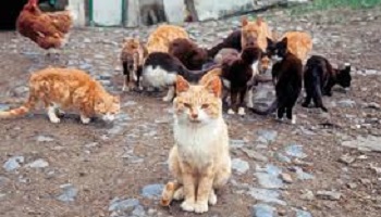 Pour l'identification et la stérilisation des chats errants sur la comunauté de communes et notament à Mamers