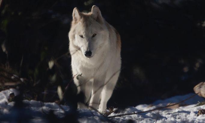 Non à l'abattage des loups, Oui au respect de leurs droits !