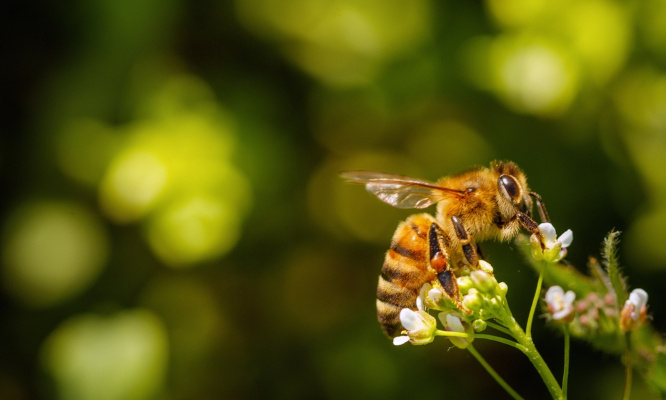 Pour notre écosystème, protégeons les abeilles !