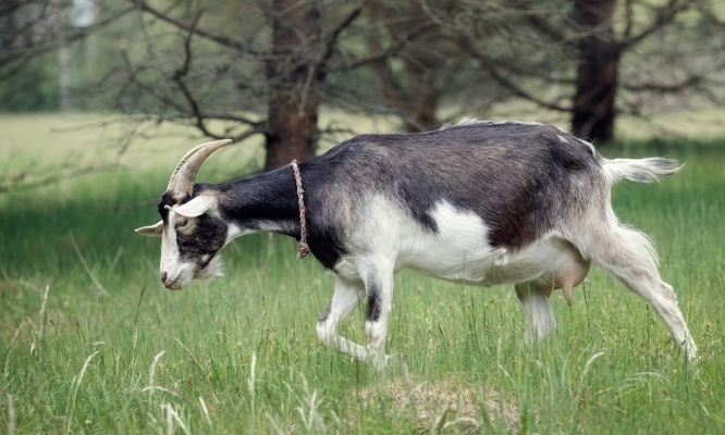 Viol de la chèvre à Fontainebleau : Pour des peines plus fermes concernant la zoophilie !