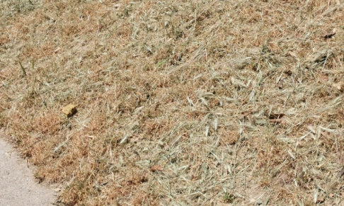 Protection du Jardin Joseph Pisano &agrave; Nice