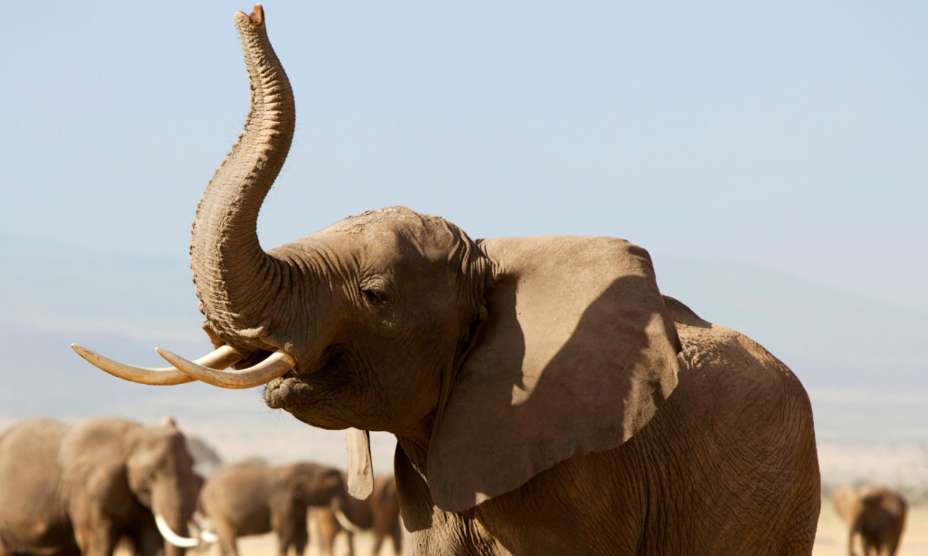 Dites non à l’ivoire et aux produits illégaux issus de la faune sauvage