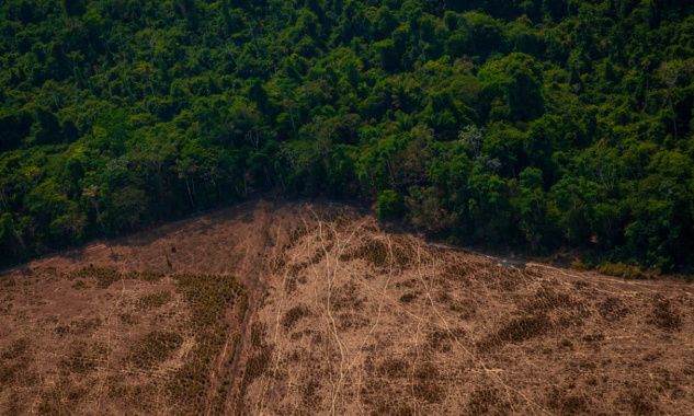 Arrêtons la déforestation de la forêt amazonienne !