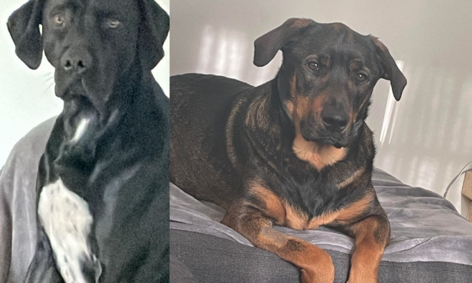 Justice pour l'empoisonnement volontaire de mes chiens !