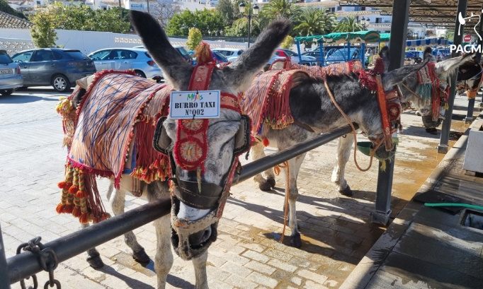 Stop aux " ânes taxis " à Mijas ( Andalousie )